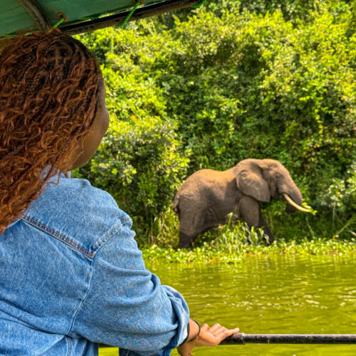 Queen Elizabeth National Park safari, Uganda safari travel, Kazinga Channel boat cruise, wildlife in Queen Elizabeth National Park, lions in Uganda safari, Uganda safari vlog, western Uganda travel guide, Kazinga Channel wildlife, Uganda safari animals, Queen Elizabeth Bush Lodge Uganda, Uganda travel blog safari, African safari Uganda