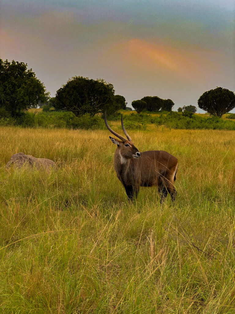 Queen Elizabeth National Park safari, Uganda safari travel, Kazinga Channel boat cruise, wildlife in Queen Elizabeth National Park, lions in Uganda safari, Uganda safari vlog, western Uganda travel guide, Kazinga Channel wildlife, Uganda safari animals, Queen Elizabeth Bush Lodge Uganda, Uganda travel blog safari, African safari Uganda