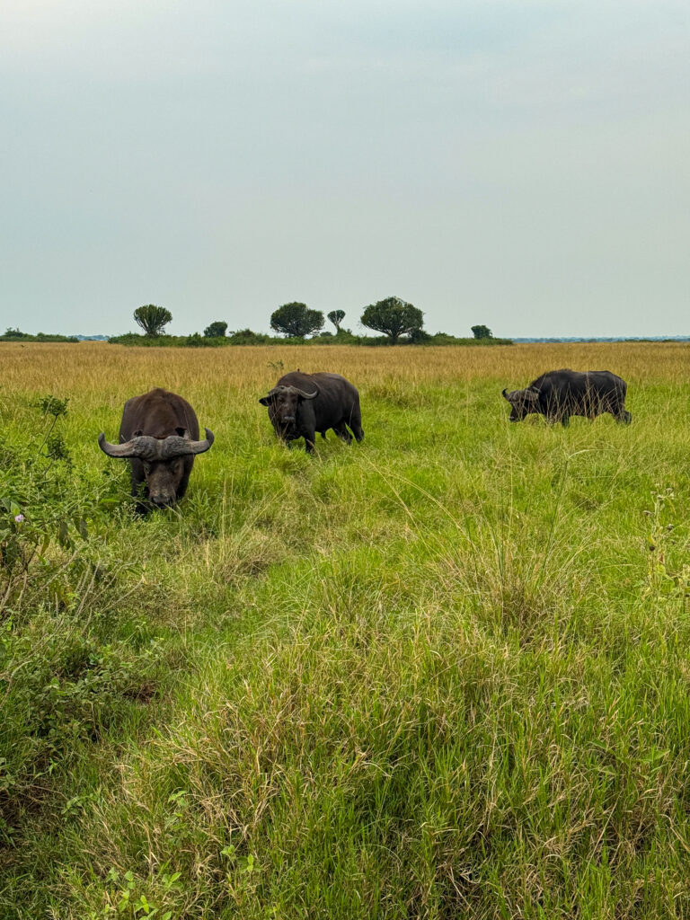 Queen Elizabeth National Park safari, Uganda safari travel, Kazinga Channel boat cruise, wildlife in Queen Elizabeth National Park, lions in Uganda safari, Uganda safari vlog, western Uganda travel guide, Kazinga Channel wildlife, Uganda safari animals, Queen Elizabeth Bush Lodge Uganda, Uganda travel blog safari, African safari Uganda