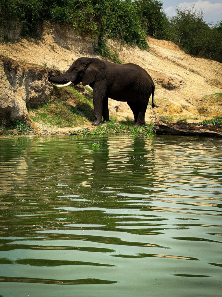 Queen Elizabeth National Park safari, Uganda safari travel, Kazinga Channel boat cruise, wildlife in Queen Elizabeth National Park, lions in Uganda safari, Uganda safari vlog, western Uganda travel guide, Kazinga Channel wildlife, Uganda safari animals, Queen Elizabeth Bush Lodge Uganda, Uganda travel blog safari, African safari Uganda