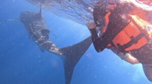 swimming with whale sharks Cancun, whale shark season Cancun, best things to do in Cancun, Cancun bucket list activities, swim with whale sharks Mexico, Isla Mujeres whale shark tour, Cancun summer activities, Cancun excursions, whale shark snorkeling Cancun, things to do in Cancun in summer, Cancun adventure travel, best Cancun tours, eco tours Cancun, swimming with whale sharks tips, whale shark tour Isla Contoy, luxury travel Cancun, unique things to do in Cancun, Mexico whale shark experience