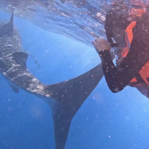 swimming with whale sharks Cancun, whale shark season Cancun, best things to do in Cancun, Cancun bucket list activities, swim with whale sharks Mexico, Isla Mujeres whale shark tour, Cancun summer activities, Cancun excursions, whale shark snorkeling Cancun, things to do in Cancun in summer, Cancun adventure travel, best Cancun tours, eco tours Cancun, swimming with whale sharks tips, whale shark tour Isla Contoy, luxury travel Cancun, unique things to do in Cancun, Mexico whale shark experience