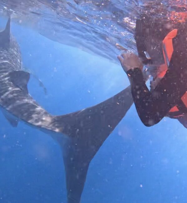 swimming with whale sharks Cancun, whale shark season Cancun, best things to do in Cancun, Cancun bucket list activities, swim with whale sharks Mexico, Isla Mujeres whale shark tour, Cancun summer activities, Cancun excursions, whale shark snorkeling Cancun, things to do in Cancun in summer, Cancun adventure travel, best Cancun tours, eco tours Cancun, swimming with whale sharks tips, whale shark tour Isla Contoy, luxury travel Cancun, unique things to do in Cancun, Mexico whale shark experience